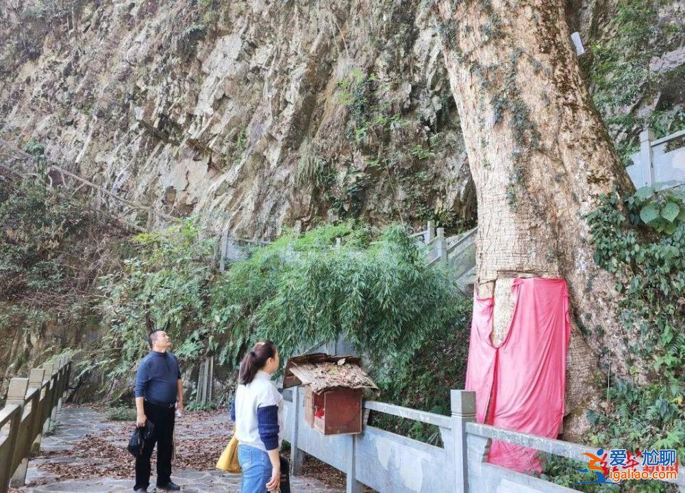 法院發(fā)古樹(shù)救治令 涉案人需繳29萬(wàn)救治費(fèi)？