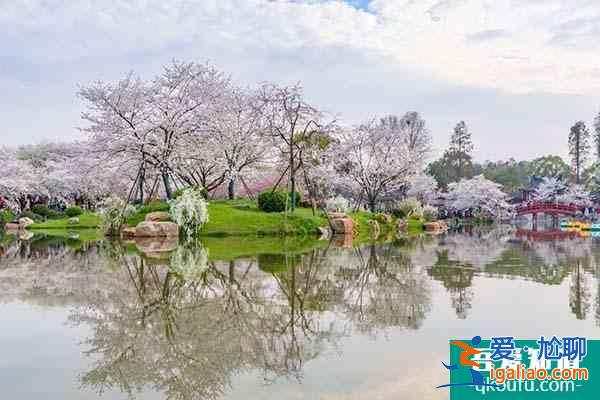 國內(nèi)賞櫻花最好的地方 國內(nèi)櫻花觀賞地2022？