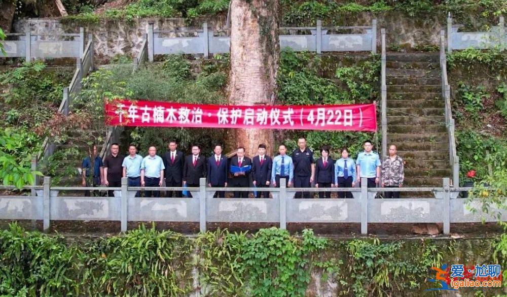 法院發(fā)古樹(shù)救治令 涉案人需繳29萬(wàn)救治費(fèi)？