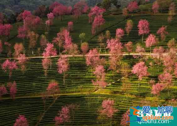 大理無量山櫻花幾月開 無量山櫻花谷拍攝技巧攻略？