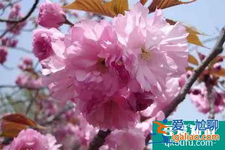 2022大連龍王塘櫻花園門票及交通指南？