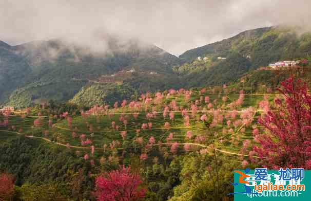 大理無量山櫻花幾月開 無量山櫻花谷拍攝技巧攻略？