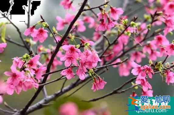 華南農業大學櫻花在哪 2022華南農業大學櫻花賞花攻略？