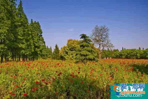 2022上海賞花最漂亮的地方 上海賞花攻略？
