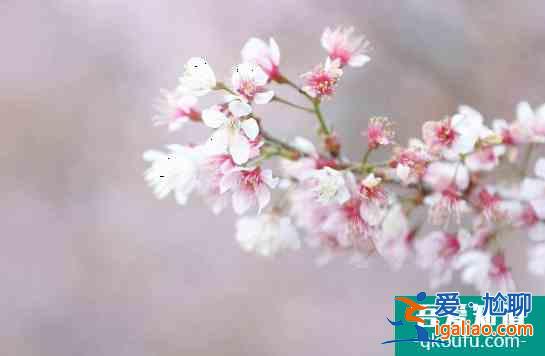 拈花灣櫻花開了嗎 2022無錫哪里看櫻花？