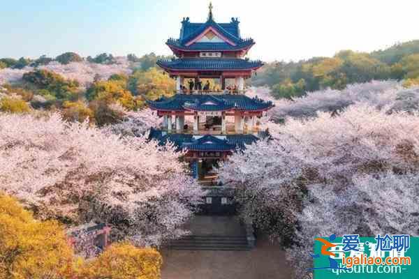 黿頭渚櫻花什么時候開放2022  黿頭渚門票多少錢？