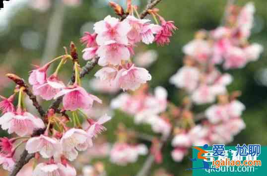 2022嶗山櫻花什么時候開(附最佳觀賞地點)？