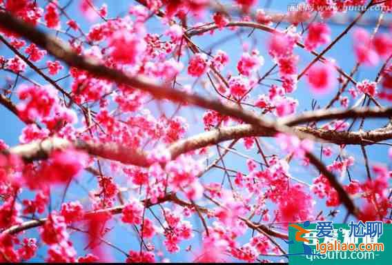 2022嶗山櫻花什么時候開(附最佳觀賞地點)？