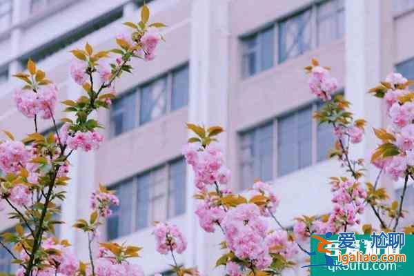 2022湖南科技大學櫻花攻略？
