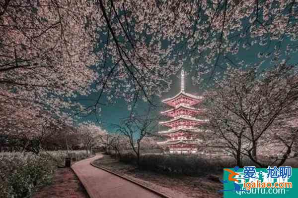 武大櫻花什么時候開放2022 武大櫻花最佳觀賞時間？