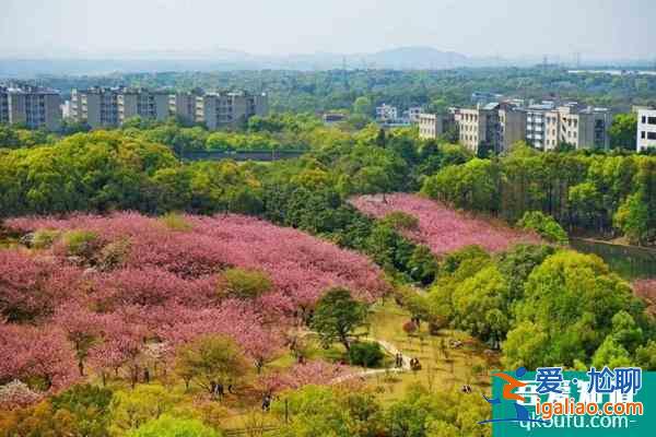 2022湖南科技大學櫻花攻略？