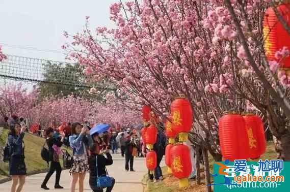 廣州三月去哪賞花 2022廣州櫻花節時間地點以及門票價格？