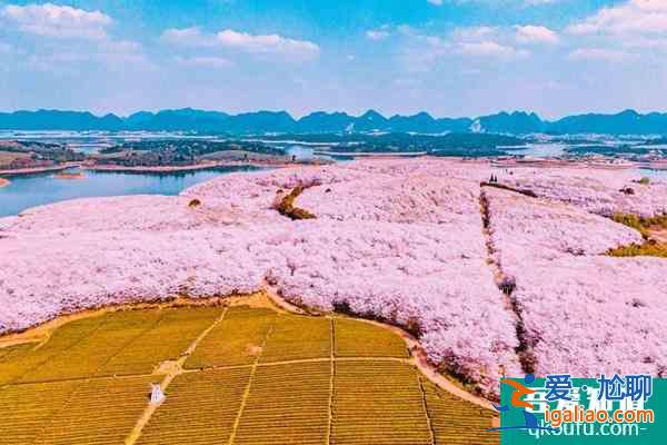 安順平壩櫻花攻略 附自駕信息和花期介紹? 安順平壩櫻花攻略 附自駕信息和花期介紹?