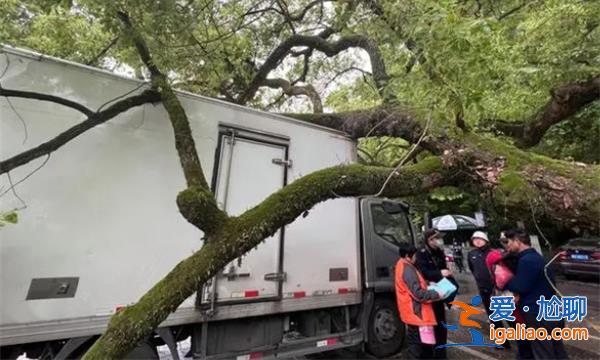 杭州500年樹齡樟樹次枝被車撞斷，古樹保護引發大眾關注[樟樹]？