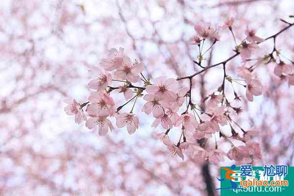 安順平壩櫻花攻略 附自駕信息和花期介紹? 安順平壩櫻花攻略 附自駕信息和花期介紹?