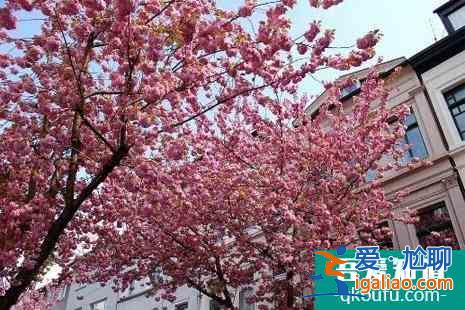 2022德國波恩櫻花大道攻略? 2022德國波恩櫻花大道攻略?