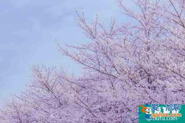 2022無錫黿頭渚賞櫻花攻略 附最佳時間及賞櫻路線？