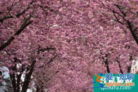 2022德國波恩櫻花大道攻略? 2022德國波恩櫻花大道攻略?