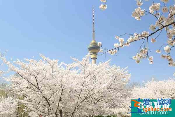 2022北京玉淵潭櫻花開了嗎?附游玩攻略？