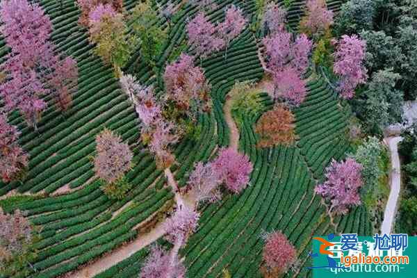 2022無量山櫻花谷花期 無量山櫻花谷拍攝攻略？