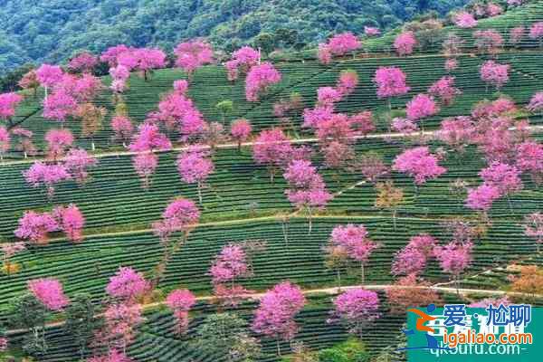 2022無量山櫻花谷花期 無量山櫻花谷拍攝攻略？