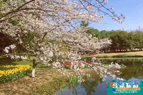 2022杭州太子灣櫻花在哪里?附花期介紹及賞花攻略? 2022杭州太子灣櫻花在哪里?附花期介紹及賞花攻略?