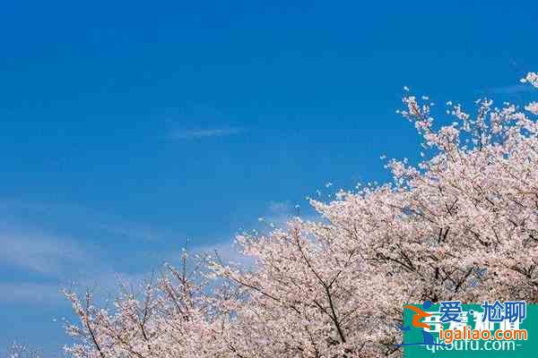 2022杭州櫻花什么時候開 杭州各區賞櫻地點推薦？