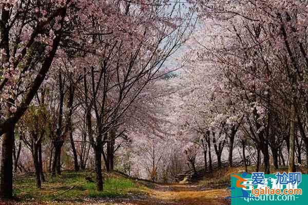 貴州平壩櫻花2022開(kāi)放時(shí)間 平壩櫻花在哪里？
