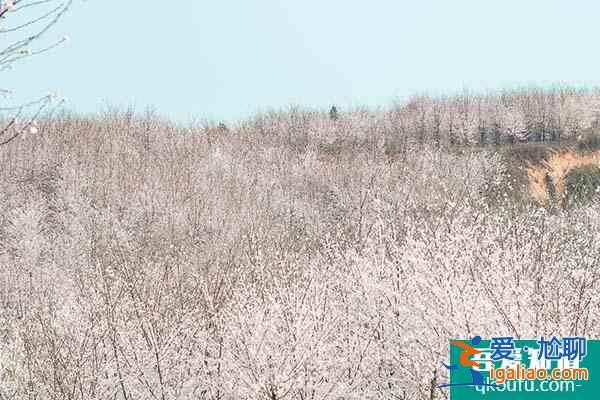 貴州平壩櫻花2022開(kāi)放時(shí)間 平壩櫻花在哪里？