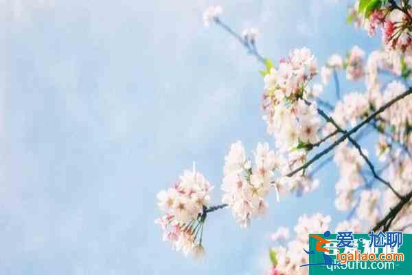 寧波四明山杖錫櫻花基地在哪?花期是什么時候?? 寧波四明山杖錫櫻花基地在哪?花期是什么時候??