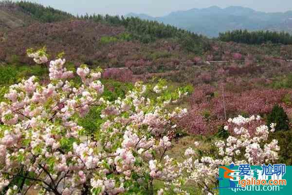 寧波四明山杖錫櫻花基地在哪?花期是什么時候?? 寧波四明山杖錫櫻花基地在哪?花期是什么時候??