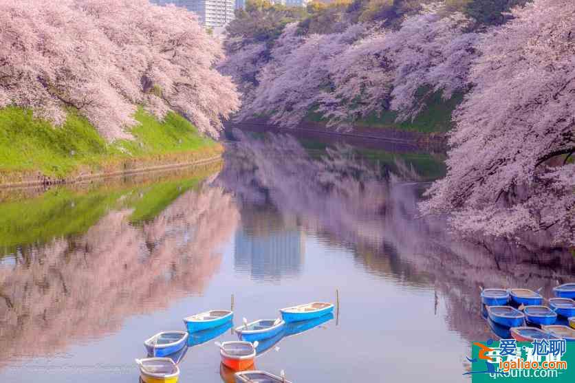 日本櫻花幾月開 2022日本櫻花開放時間及賞櫻地點介紹？
