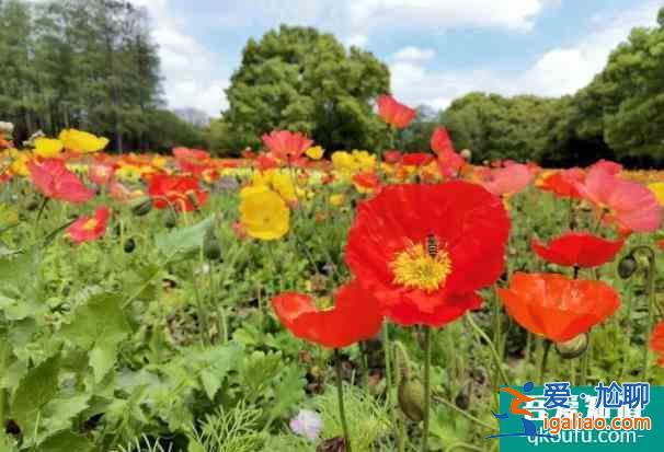 2022上海共青森林公園虞美人觀賞最佳時間？