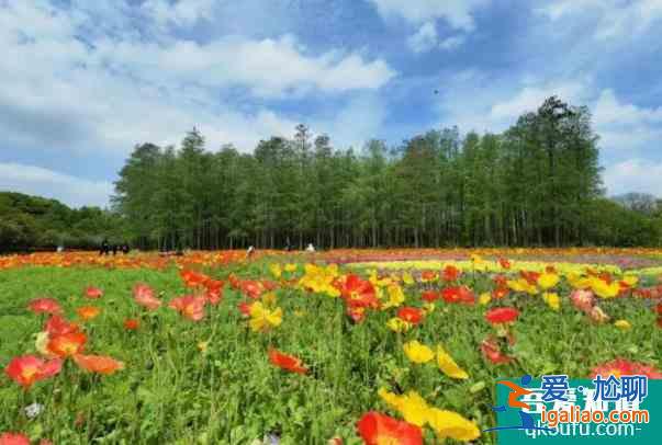 2022上海共青森林公園虞美人觀賞最佳時間？