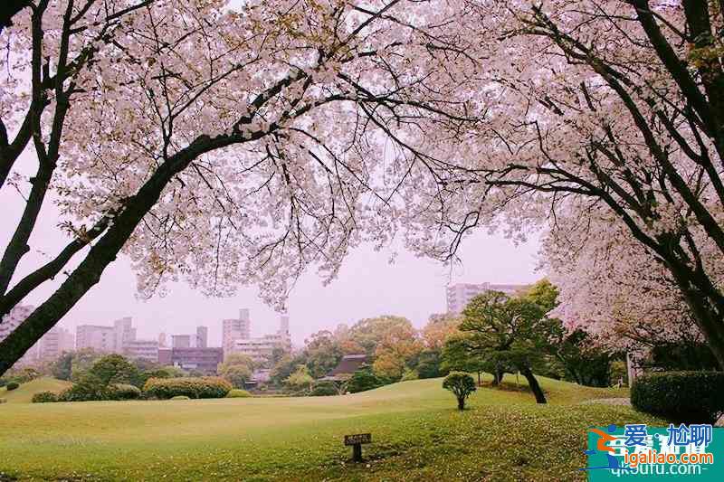 日本櫻花幾月開 2022日本櫻花開放時間及賞櫻地點介紹？