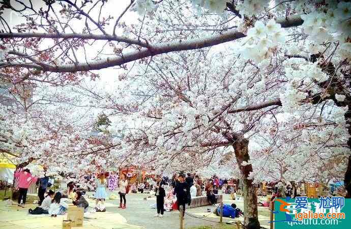 日本櫻花幾月開 2022日本櫻花開放時間及賞櫻地點介紹？