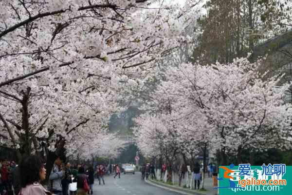 南京雞鳴寺的櫻花今年的花期是什么時候2022？