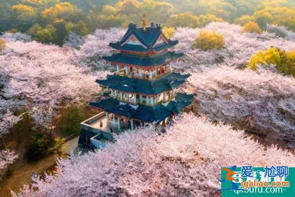 無錫黿頭渚櫻花幾月份開花2022？