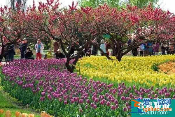 武漢植物園郁金香展開放時間2022？