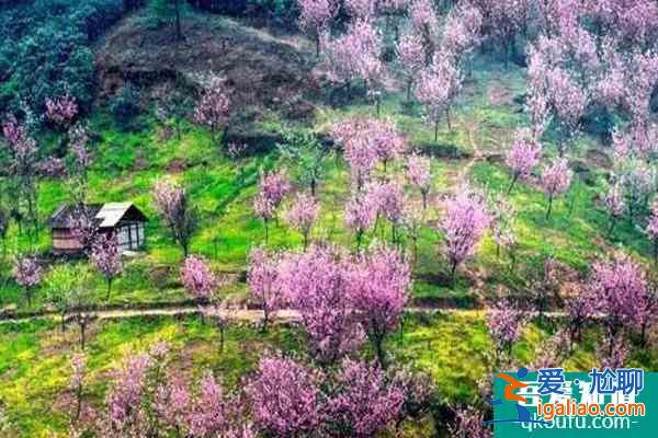 2022年崇州三郎鎮(zhèn)櫻花幾月開 崇州三郎鎮(zhèn)櫻花基地在哪里？