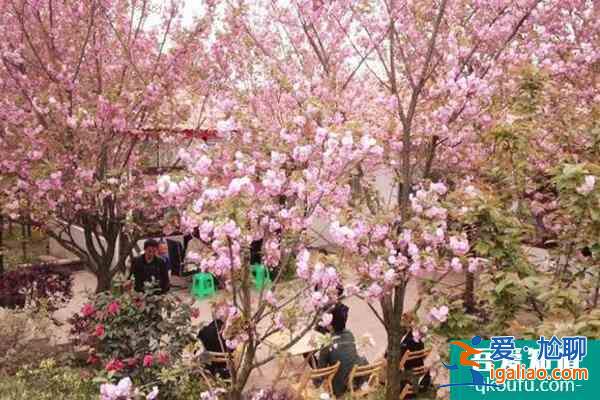 2022年崇州三郎鎮(zhèn)櫻花幾月開 崇州三郎鎮(zhèn)櫻花基地在哪里？