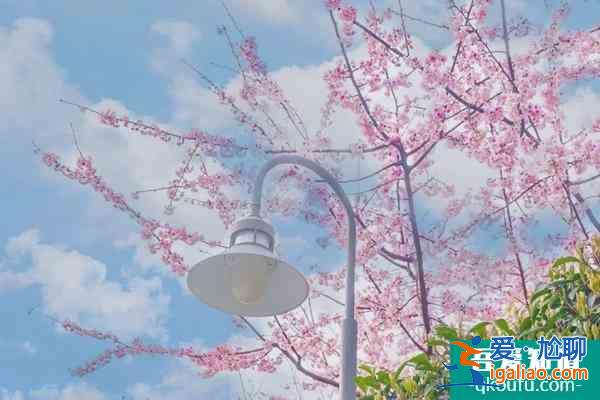 2022上海賞櫻花哪里最好 附最佳觀賞時間介紹及地點推薦？