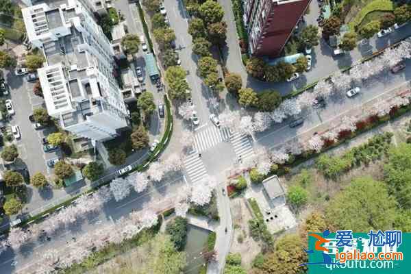 2022上海賞櫻花哪里最好 附最佳觀賞時間介紹及地點推薦？