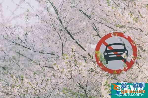 2022上海賞櫻花哪里最好 附最佳觀賞時間介紹及地點推薦？