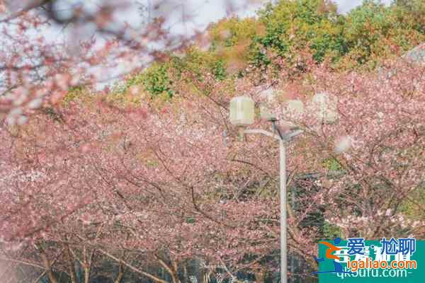 2022上海賞櫻花哪里最好 附最佳觀賞時間介紹及地點推薦？