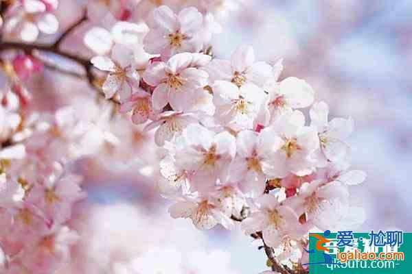 2022上海賞櫻花哪里最好 附最佳觀賞時間介紹及地點推薦？