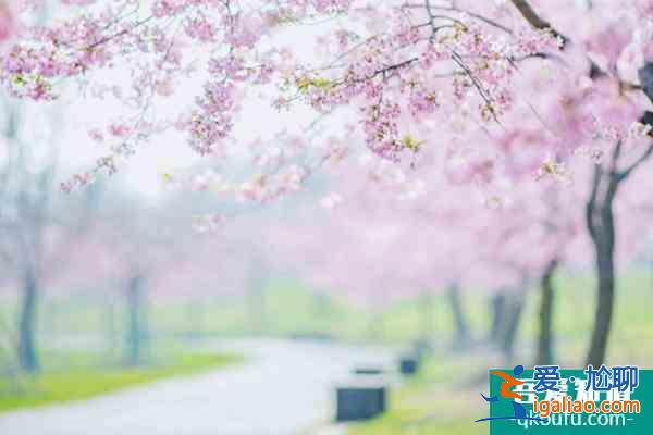 2022上海賞櫻花哪里最好 附最佳觀賞時間介紹及地點推薦？
