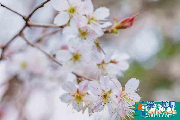 2022上海賞櫻花哪里最好 附最佳觀賞時間介紹及地點推薦？