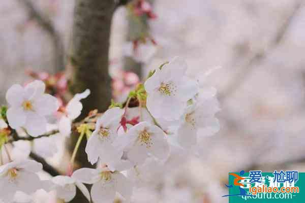 2022上海賞櫻花哪里最好 附最佳觀賞時間介紹及地點推薦？
