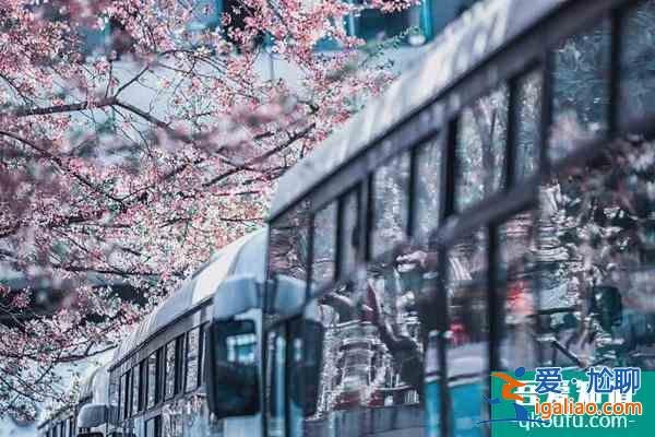 2022上海賞櫻花哪里最好 附最佳觀賞時間介紹及地點推薦？